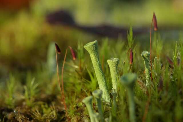 Sortie : mais quelle est cette plante ?