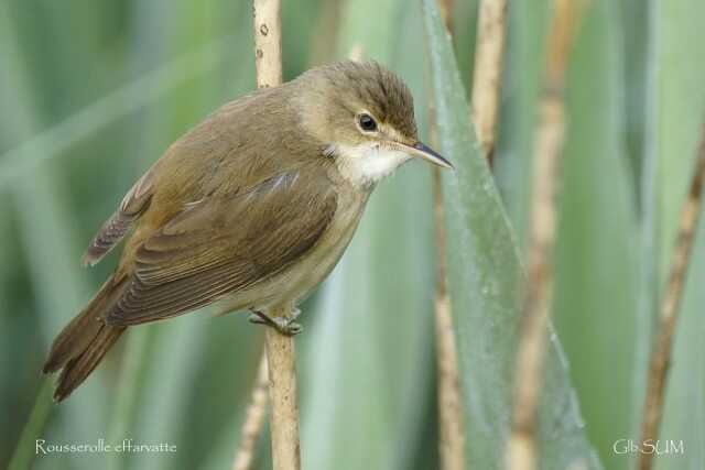 Sortie : les oiseaux des roseaux