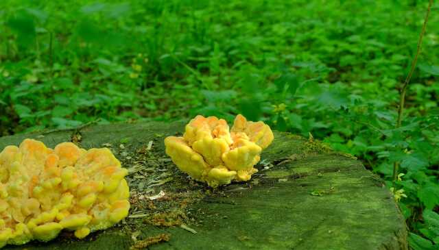 Sortie : indispensables champignons