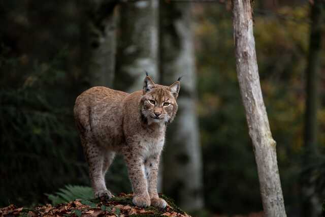 Conférence : le lynx  à travers l'histoire