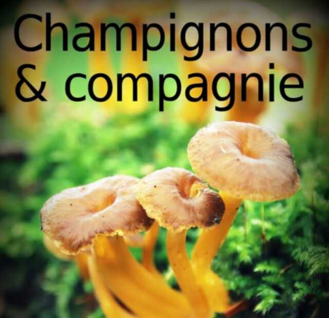 Exposition : champignons & compagnie