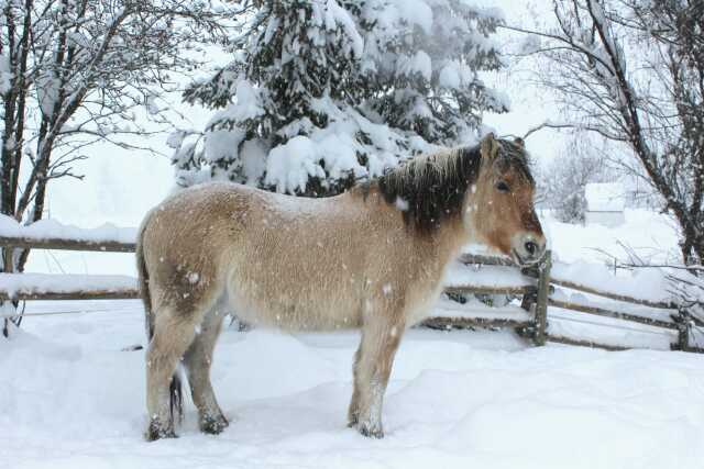 Balade à poneys