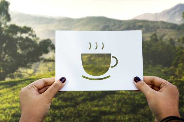 Café vert : Un Noël éco-responsable