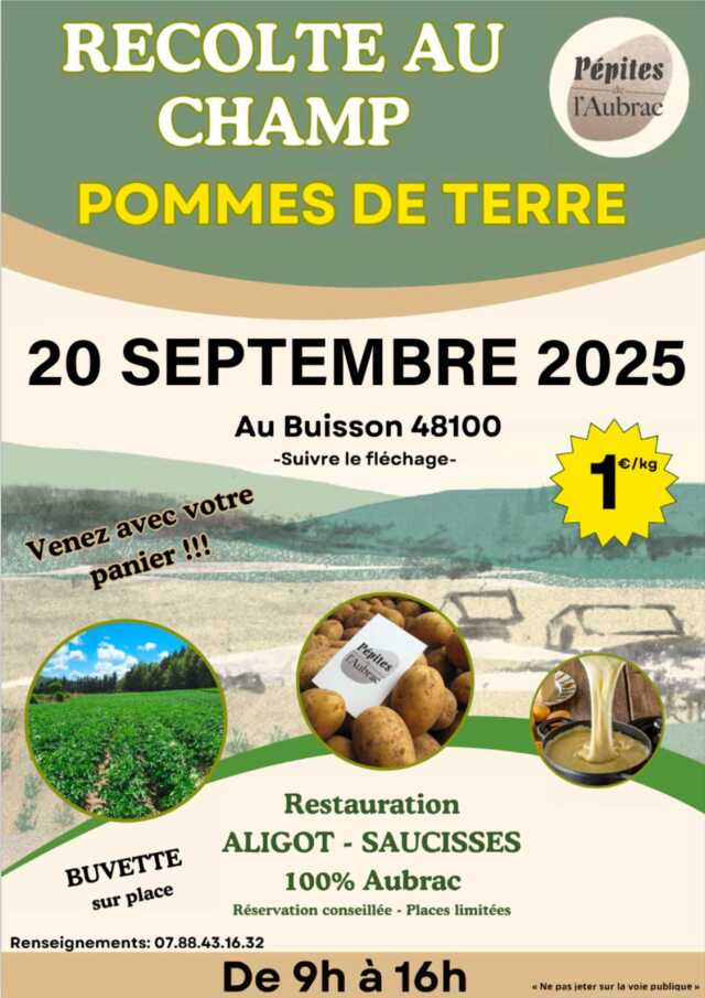 RÉCOLTE DE POMME DE TERRE AU CHAMP