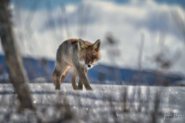 PHOTOGRAPHIE ANIMALIÈRES