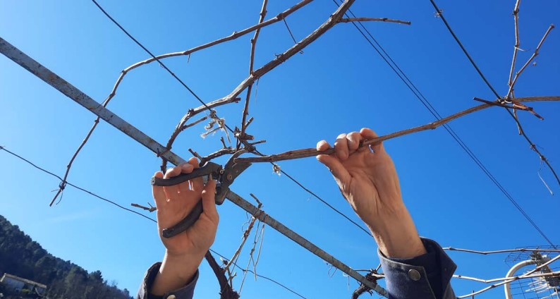 CHANTIER TAILLE DE VIGNES