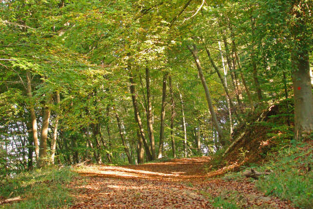 UN ETE AVEC LE PARC : LA FORÊT POUR PASSION