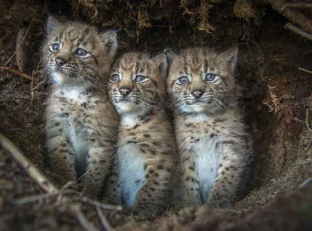 LE MOIS DU DOC - LYNX