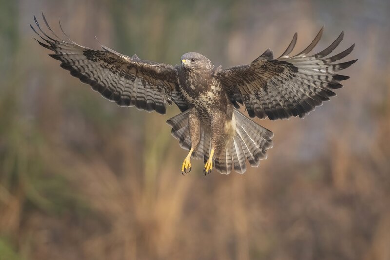 BALADE DÉCOUVERTE DES RAPACES DE LOZÈRE