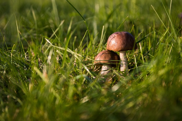 INVENTAIRE DES CHAMPIGNONS