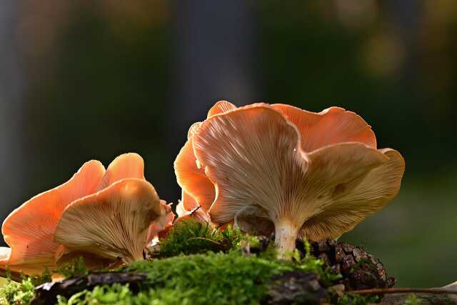 LES SORTIES NATURE - SURPRENANTS CHAMPIGNONS