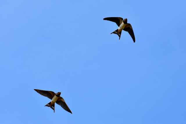 SORTIE NATURE - LES OISEAUX MIGRATEURS