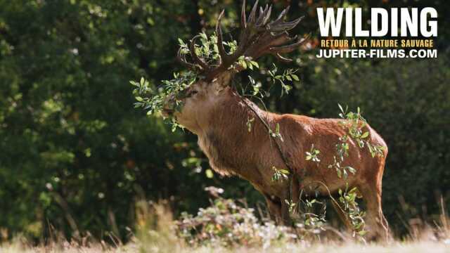 Ciné discussion : Wilding, Retour à la Nature Sauvage