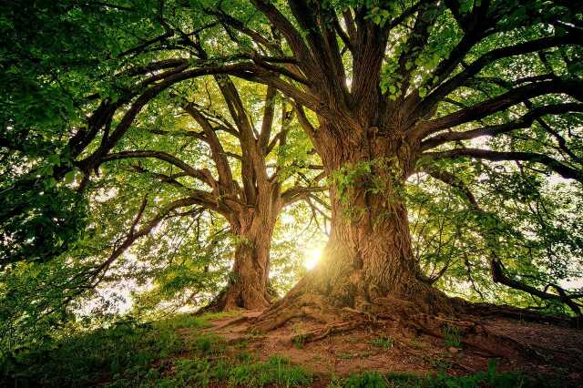 Reconnaissance des arbres en été