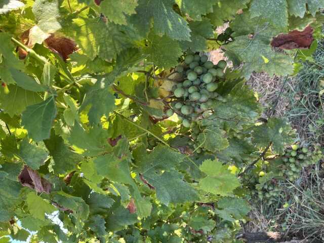 Exposition : Le Jurançon, vin des rois et roi des vins