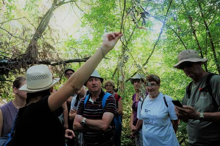 Balade naturaliste et artistique - La biodiversité forestière