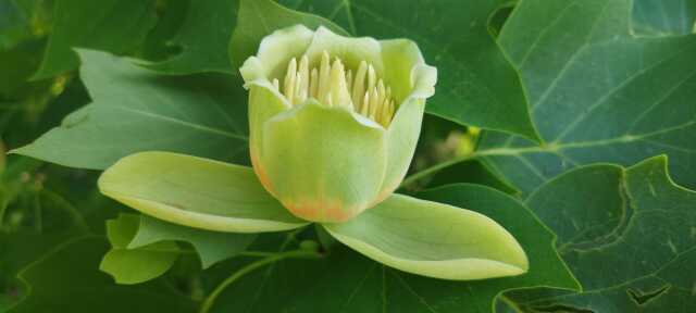 Atelier formation plantes
