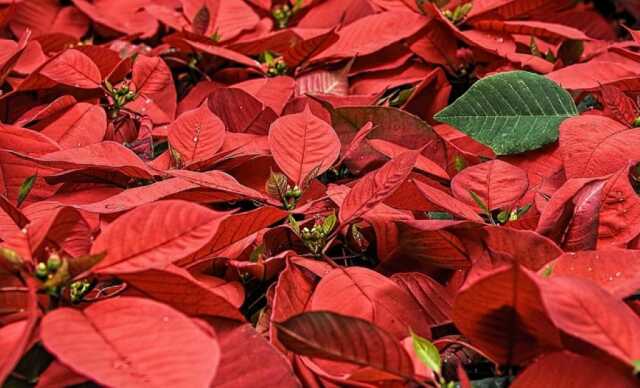Marché de Noël | Saussignac
