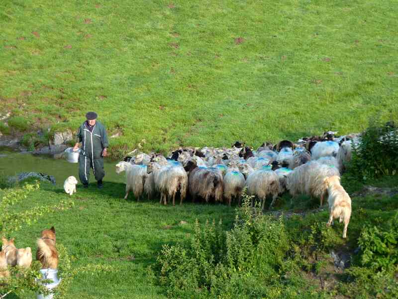 Randonnée acccompagnée Mendi Gaiak : rencontre avec une bergère à Irati
