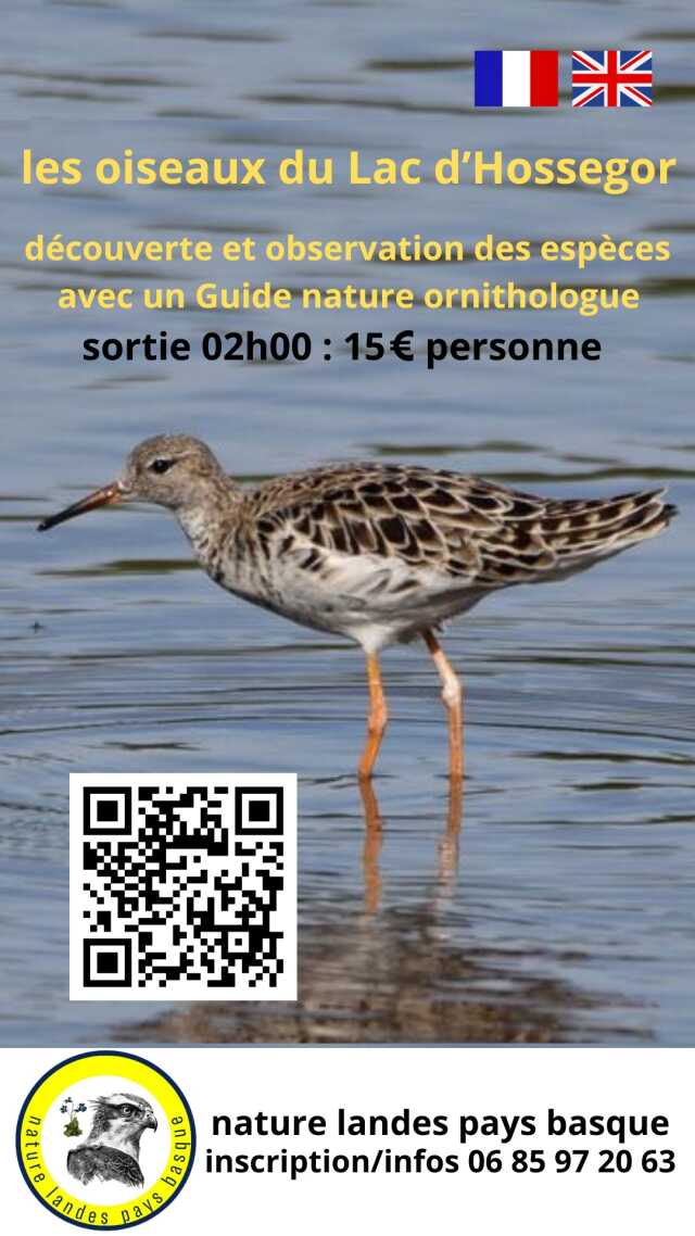 Les oiseaux du lac d'Hossegor