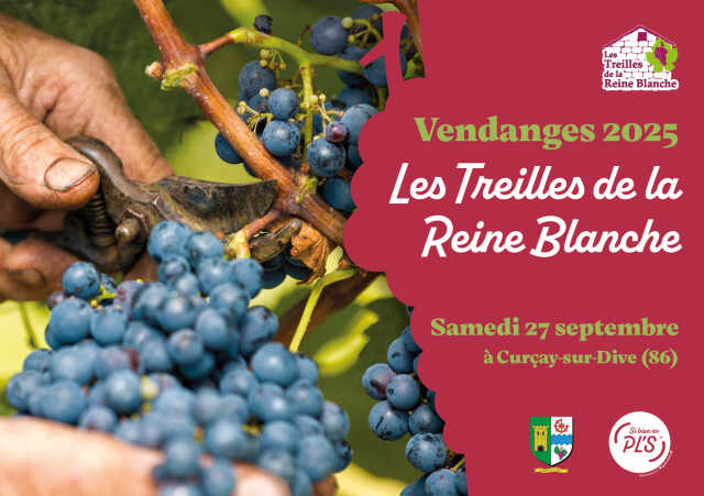 Vendanges 2025 Les Treilles de la Reine Blanche