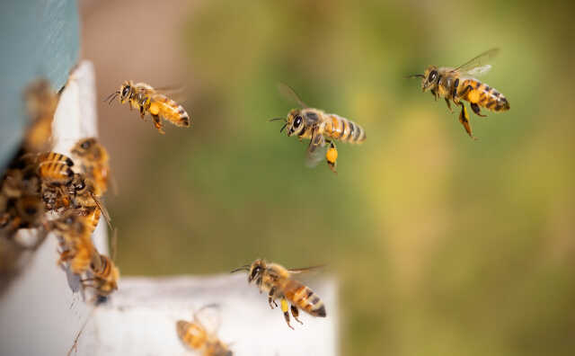 Bee to be