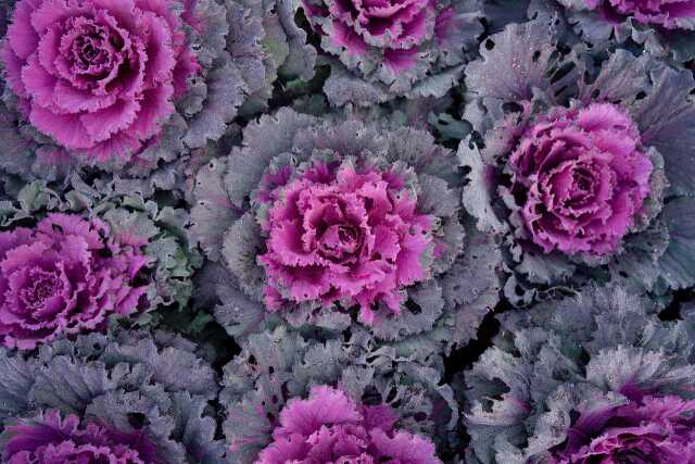 Spectacle : Dans les choux et dans les fleurs
