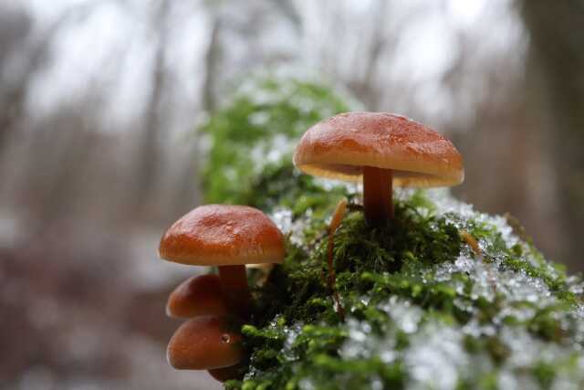 A la recherche des champignons