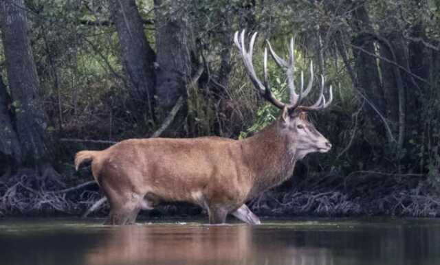 Ciné-échange autour du cerf pour le mois du film documentaire
