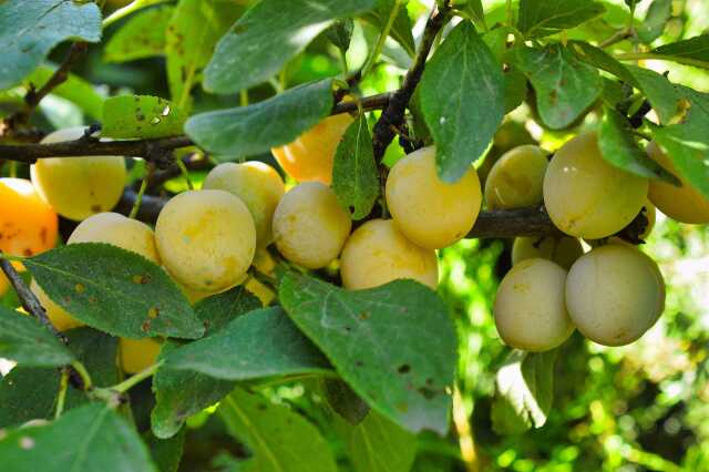 Portes ouvertes - Pépipnière 'Le fruit du sauvageons'