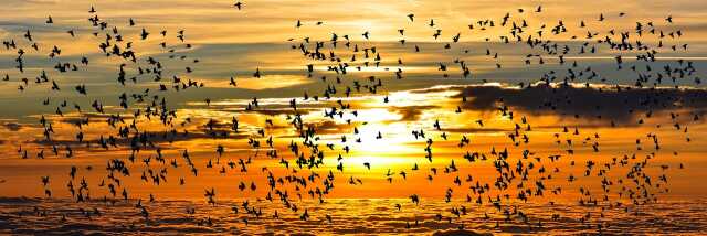 Journées mondiales des zones humides et oiseaux migarateurs