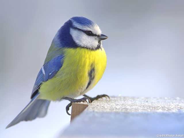Balade sur « La migration des oiseaux »