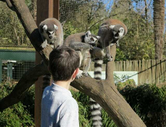 Stage - Mini soigneur