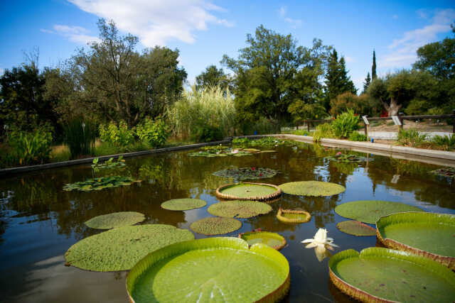 VISITE ARBORETUM ET SES SECRETS