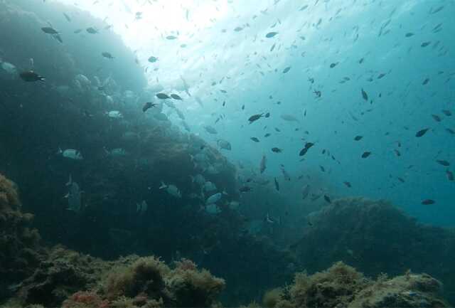 EXPOSITION 50 ANS RESERVE NATURELLE MARINE DE CERBERE-BANYULS