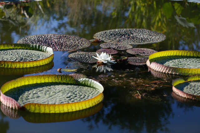 VISITE DE L'ARBORETUM & SES SECRETS