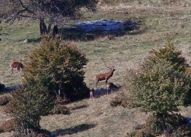 ECOUTE BRAME CERF : LES MONTS D'ORB