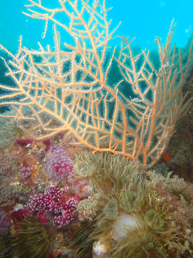 CONFÉRENCE - PROMENADE ZOOLOGIQUE SOUS LA MER