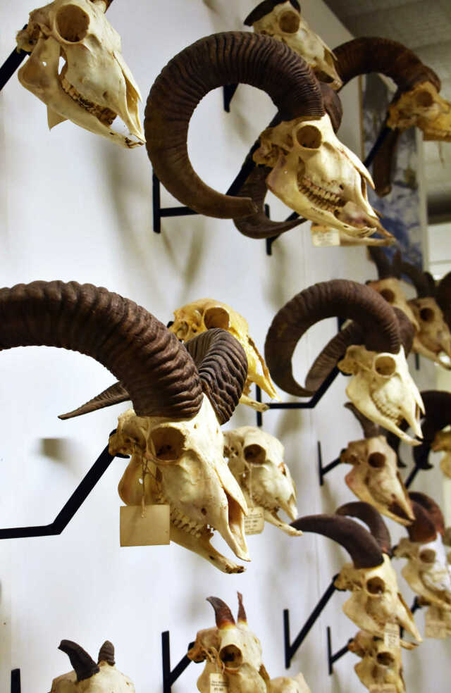 VISITE GUIDÉE - DÉCOUVRIR LE MUSÉUM D'HISTOIRE NATURELLE