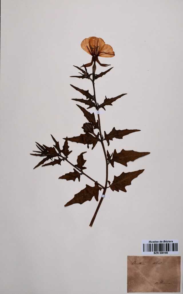 CONFÉRENCE - L'HERBIER THÉVENEAU ET LE MUSÉUM D'HISTOIRE NATURELLE