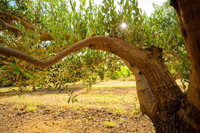 LES RDV GOURMANDS AU DOMAINE LUPIA - SPÉCIAL TAILLE DES OLIVIERS