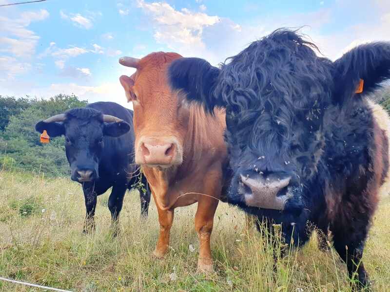 VISITE COMMENTÉE DE LA FERME DU DEVÈS