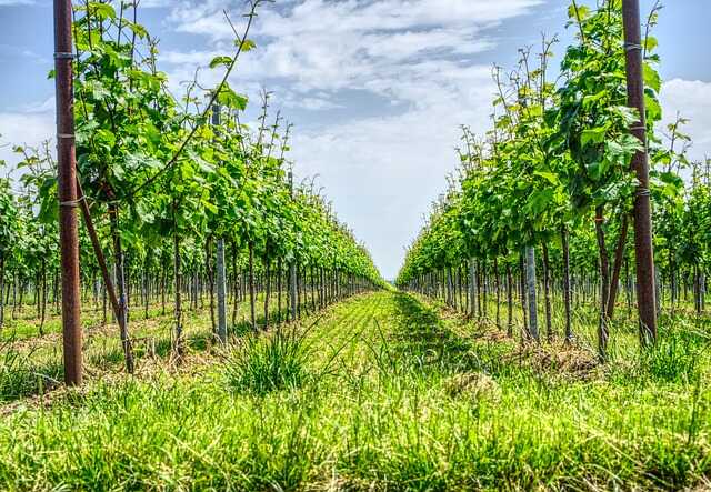 PROMENADE VIGNERONNE