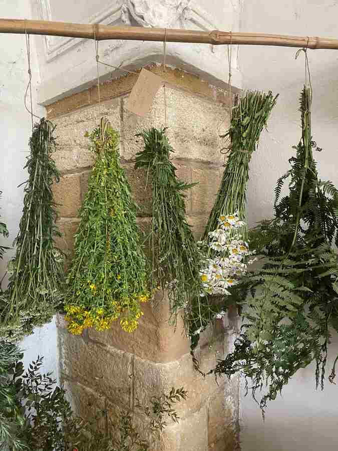 ATELIER DES PLANTES DE PALMIRA : HILDEGARDE DE BINGEN
