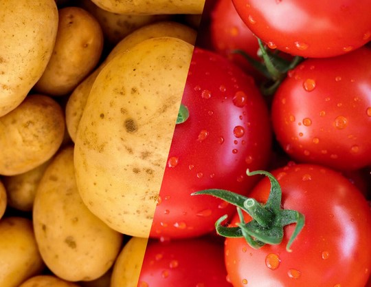 CONFERENCE A LA MEDIATHEQUE : VOYAGE DES LÉGUMES ET DE LEURS NOMS