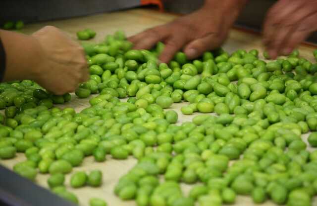 FÊTE DE L'OLIVE À PIGNAN 2025