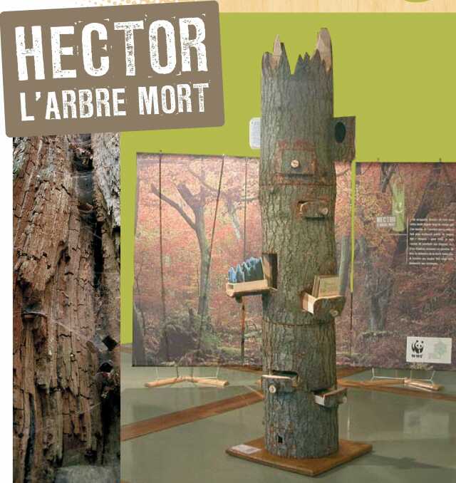 ATELIER / JEU : HECTOR L'ARBRE MORT