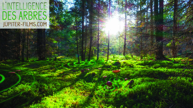 FÊTE DE LA SICENCE - CINÉMAM DOC - L'INTELLIGENCE DES ARBRES
