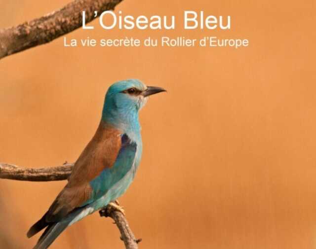 PROJECTION « L’OISEAU BLEU »