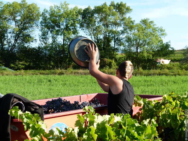 FETE DES VENDANGES